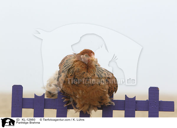 Brahma / Partridge Brahma / KL-12860