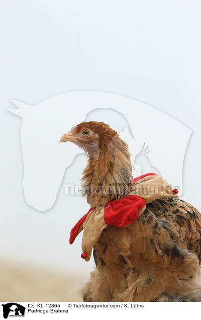 Brahma / Partridge Brahma / KL-12865