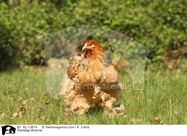 Brahma Huhn / Partridge Brahma / KL-13614