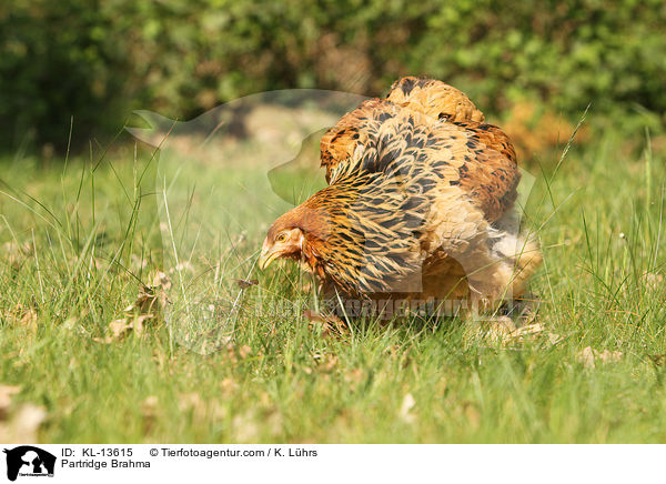 Brahma Huhn / Partridge Brahma / KL-13615