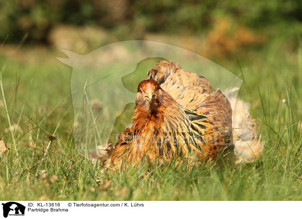Brahma Huhn / Partridge Brahma / KL-13616