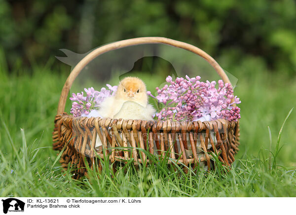 Brahma Kken / Partridge Brahma chick / KL-13621