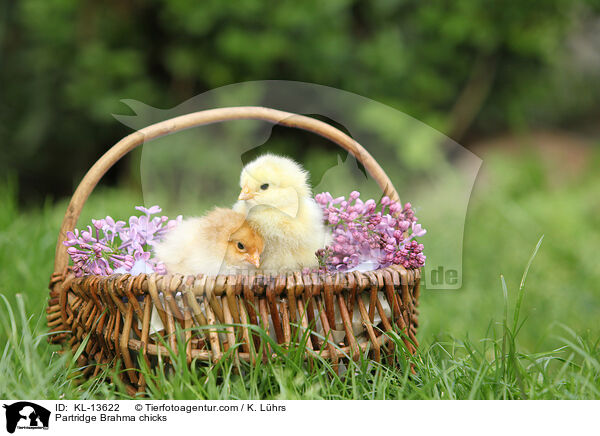Brahma Kken / Partridge Brahma chicks / KL-13622