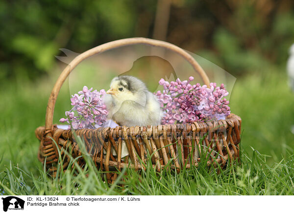 Brahma Kken / Partridge Brahma chick / KL-13624