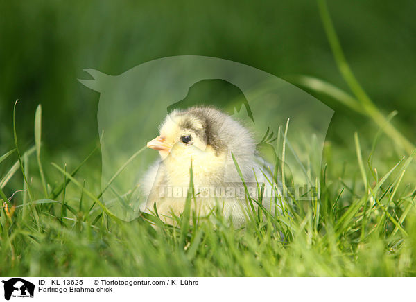 Brahma Kken / Partridge Brahma chick / KL-13625