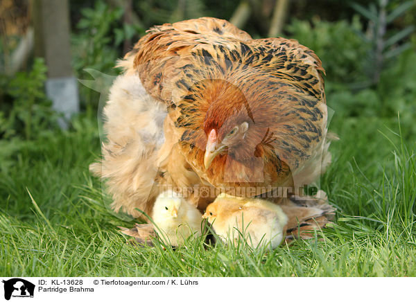 Brahma Hhner / Partridge Brahma / KL-13628