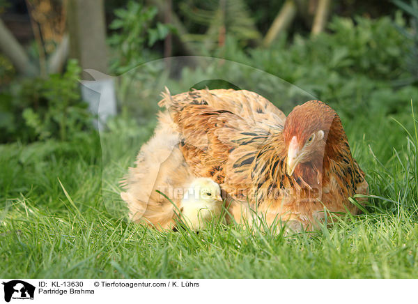Brahma Hhner / Partridge Brahma / KL-13630