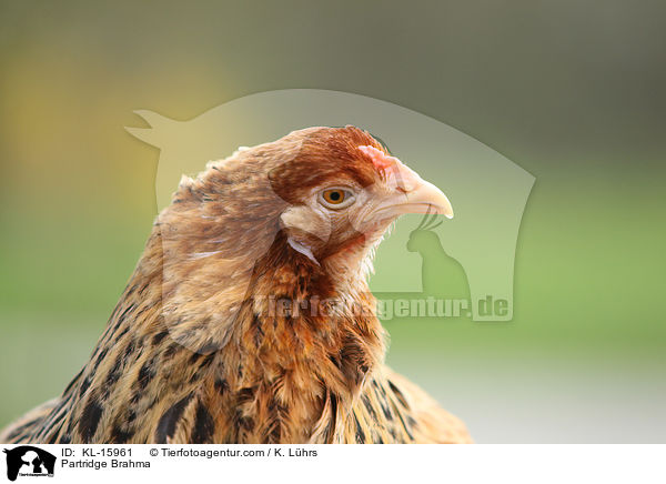 Brahma Huhn / Partridge Brahma / KL-15961