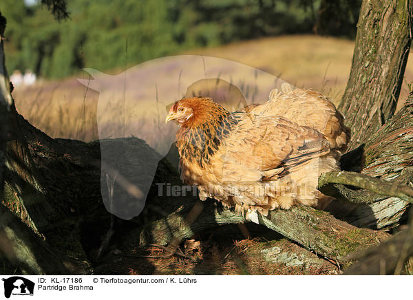 Brahma Huhn / Partridge Brahma / KL-17186