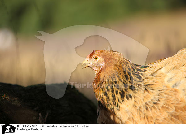 Brahma Huhn / Partridge Brahma / KL-17187