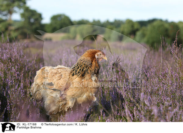 Brahma Huhn / Partridge Brahma / KL-17188