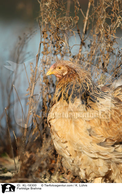 Brahma / Partridge Brahma / KL-18300