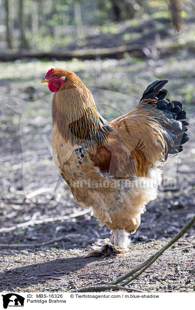 Partridge Brahma / MBS-16326