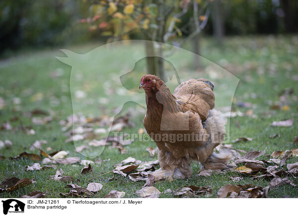 Brahma partridge / JM-21261