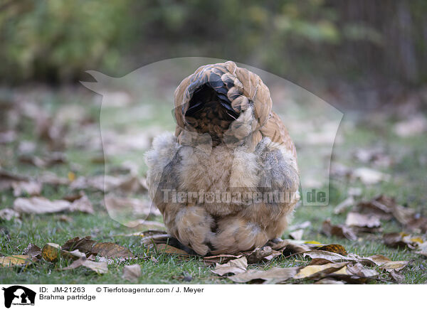 Brahma / Brahma partridge / JM-21263