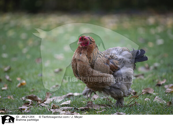 Brahma / Brahma partridge / JM-21264