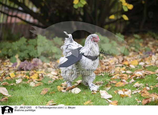 Brahma / Brahma partridge / JM-21265