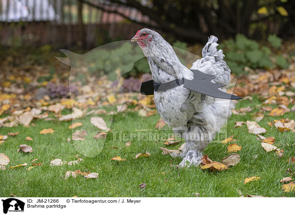Brahma / Brahma partridge / JM-21266