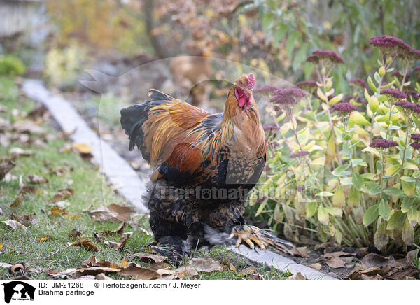 Brahma / Brahma partridge / JM-21268