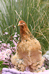Partridge Brahma