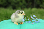 Partridge Brahma chick