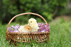 Partridge Brahma chicks