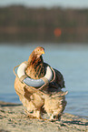 Partridge Brahma