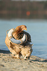 Partridge Brahma