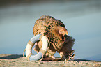 Partridge Brahma