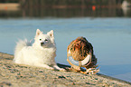 dog and chicken