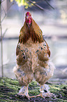 Partridge Brahma