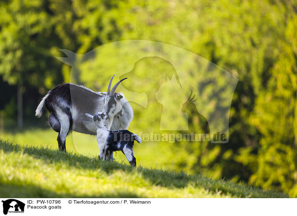 Pfauenziegen / Peacock goats / PW-10796
