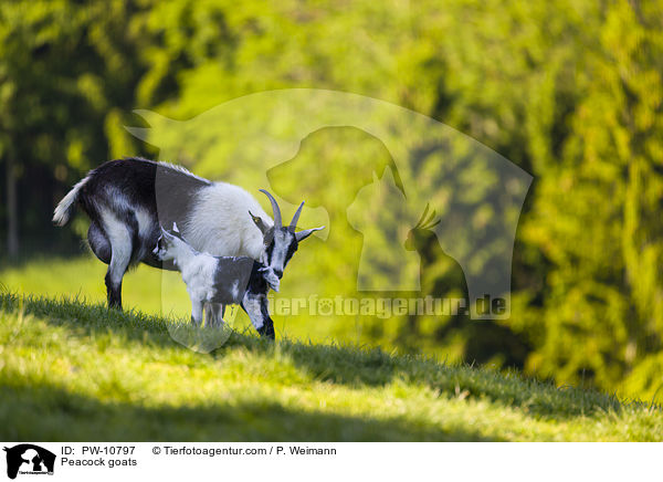 Peacock goats / PW-10797