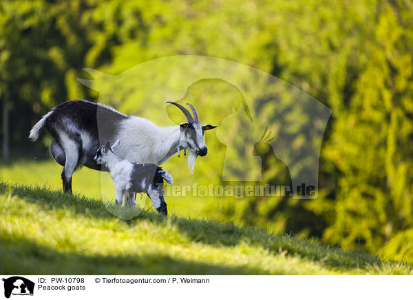 Pfauenziegen / Peacock goats / PW-10798