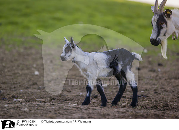 Pfauenziegen / Peacock goats / PW-10801