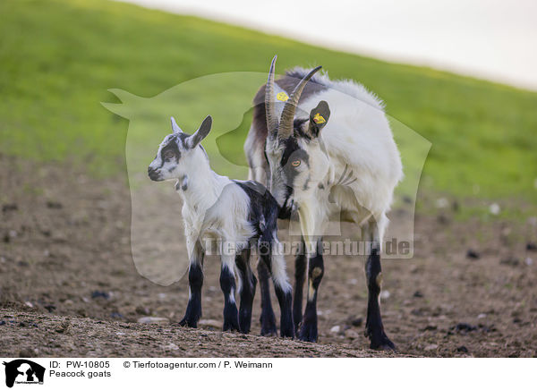 Peacock goats / PW-10805