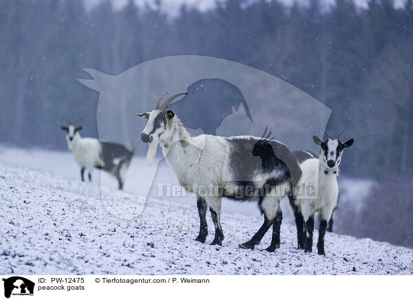 peacock goats / PW-12475