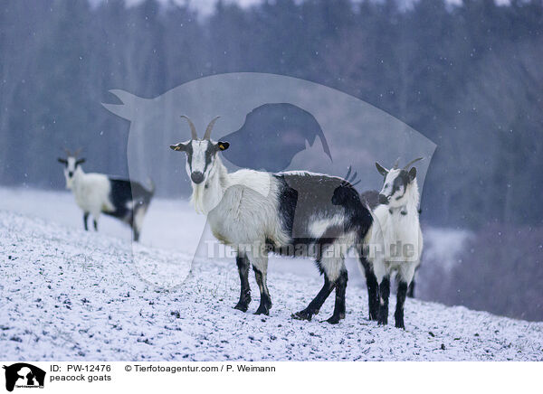 peacock goats / PW-12476
