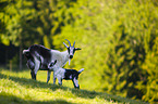 Peacock goats