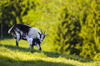 Peacock goats