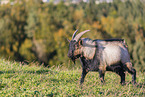 Peacock Goat