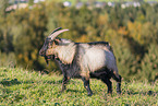 Peacock Goat