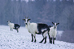 peacock goats