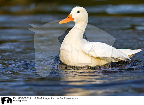 Pekingente / Peking duck / MBS-05819