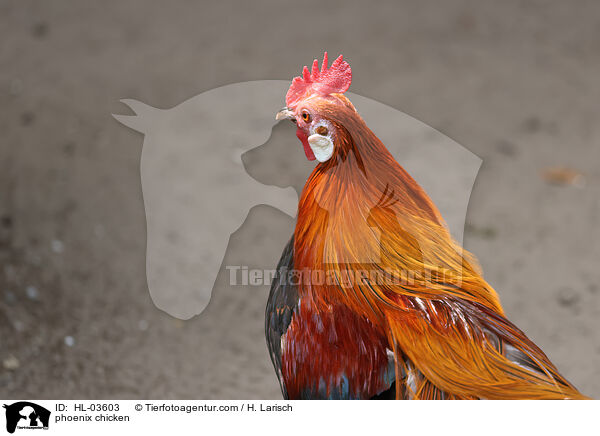 Phnix / phoenix chicken / HL-03603