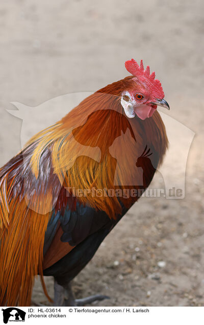 Phnix / phoenix chicken / HL-03614