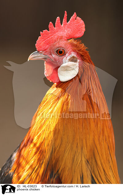 Phnix / phoenix chicken / HL-03623
