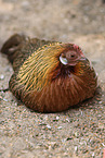 phoenix chicken