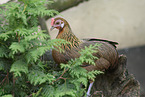 phoenix chicken
