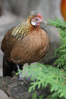 phoenix chicken